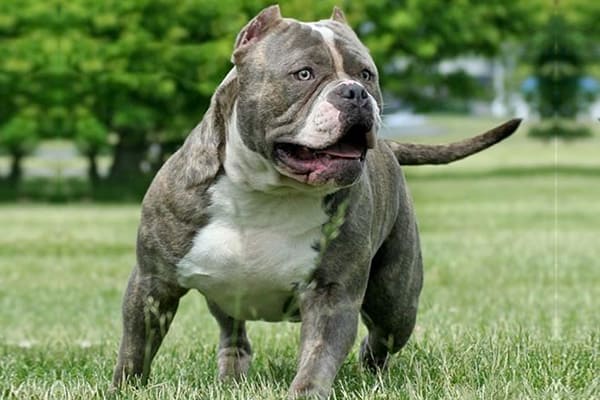 American Bully