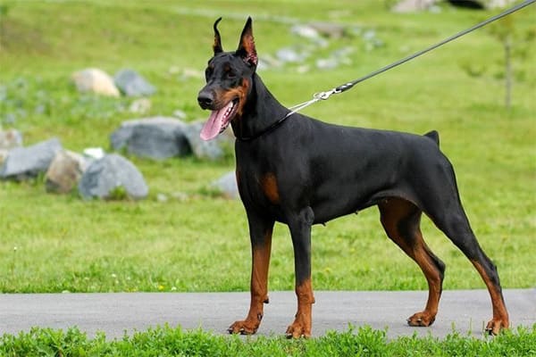 Doberman Pinscher