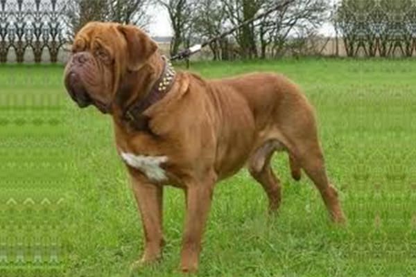 French Mastiff