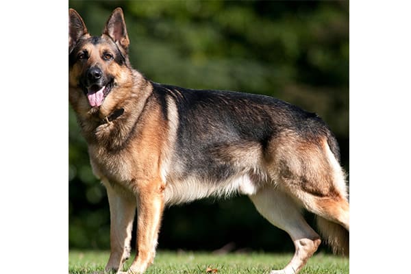 GermanShepherd