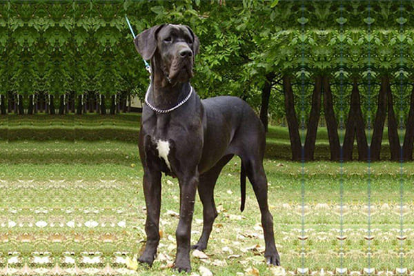 Great Dane