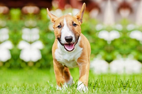 Bull_Terrier