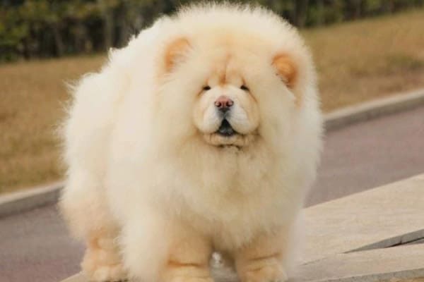 Chow Chow