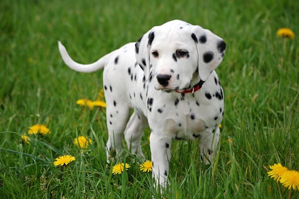 Dalmatian