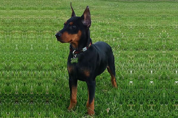 Doberman Pinscher