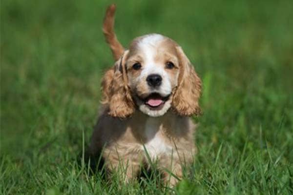 American Cocker Spaniel