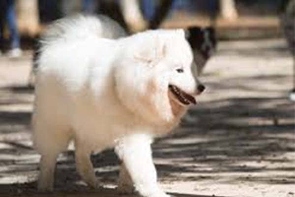 American Eskimo Dog