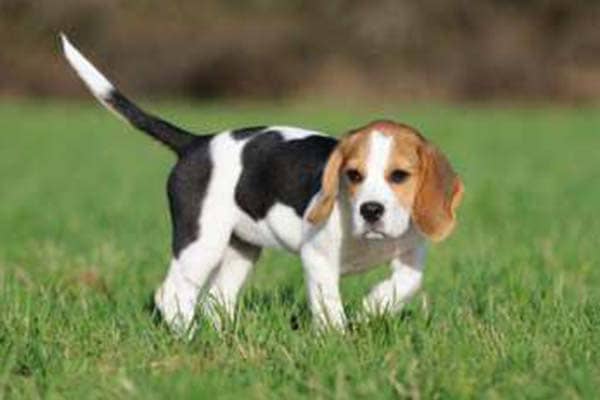 Beagle