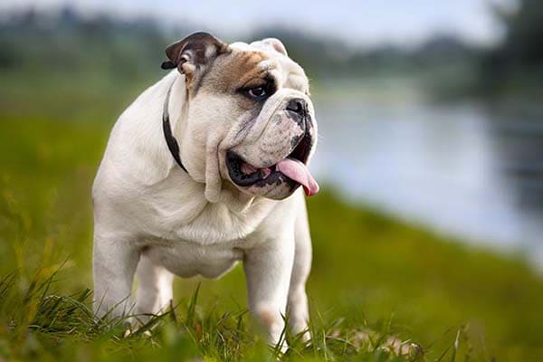 Bulldog