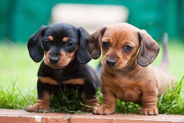 Dachshund