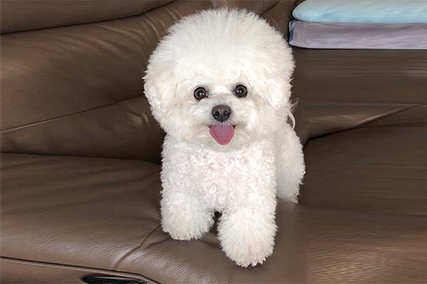 Bichon Frise