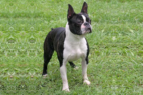 Boston Terrier