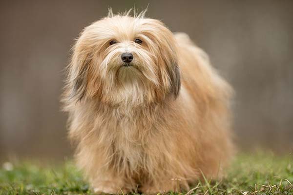 Havanese