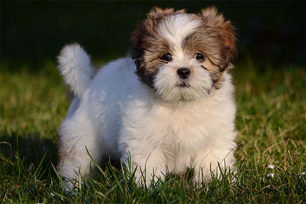 Lhasa Apso