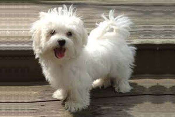 Maltese